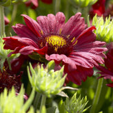 Großblumige Kokardenblume 'Burgunder' - Gaillardia Burgunder - Willemse