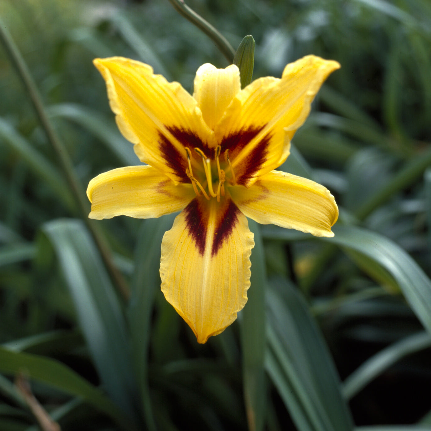 Taglilie ‘Bonanza’ - Hemerocallis bonanza - Willemse