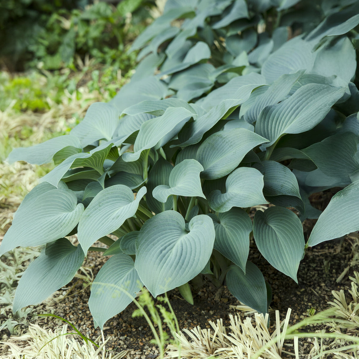 Hosta Blue Cadet Funkia - Willemse