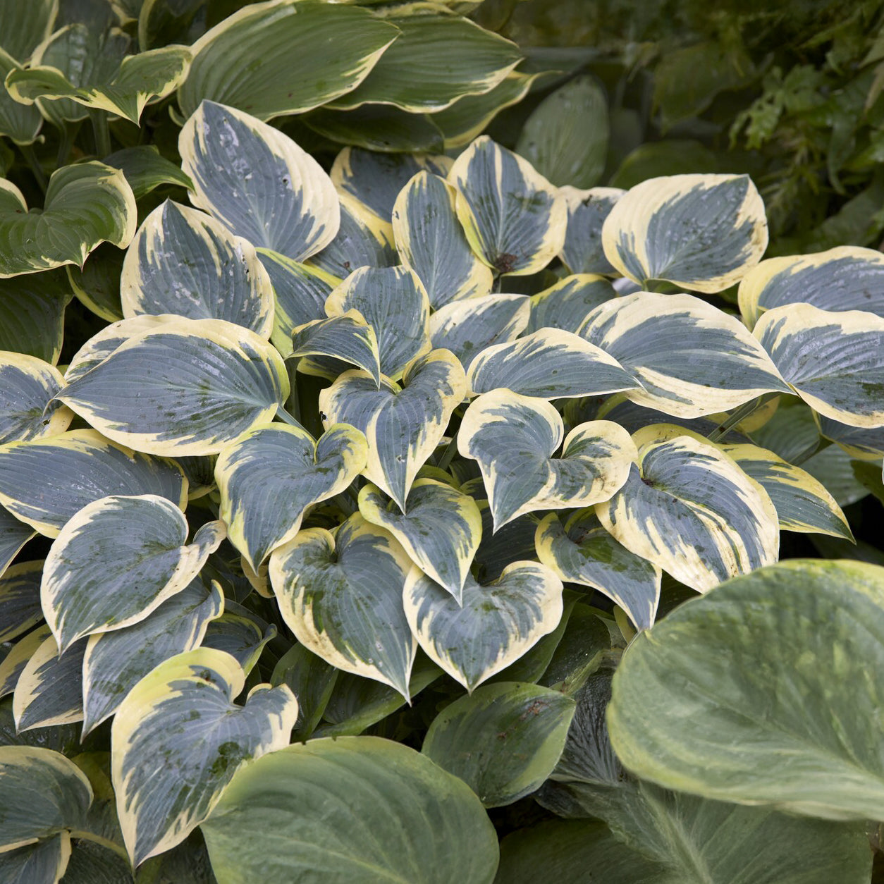 Hosta First Frost Funkia - Hosta first frost - Willemse