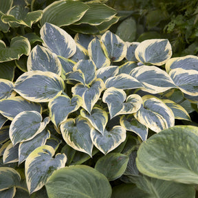 Hosta First Frost Funkia - Hosta first frost - Willemse