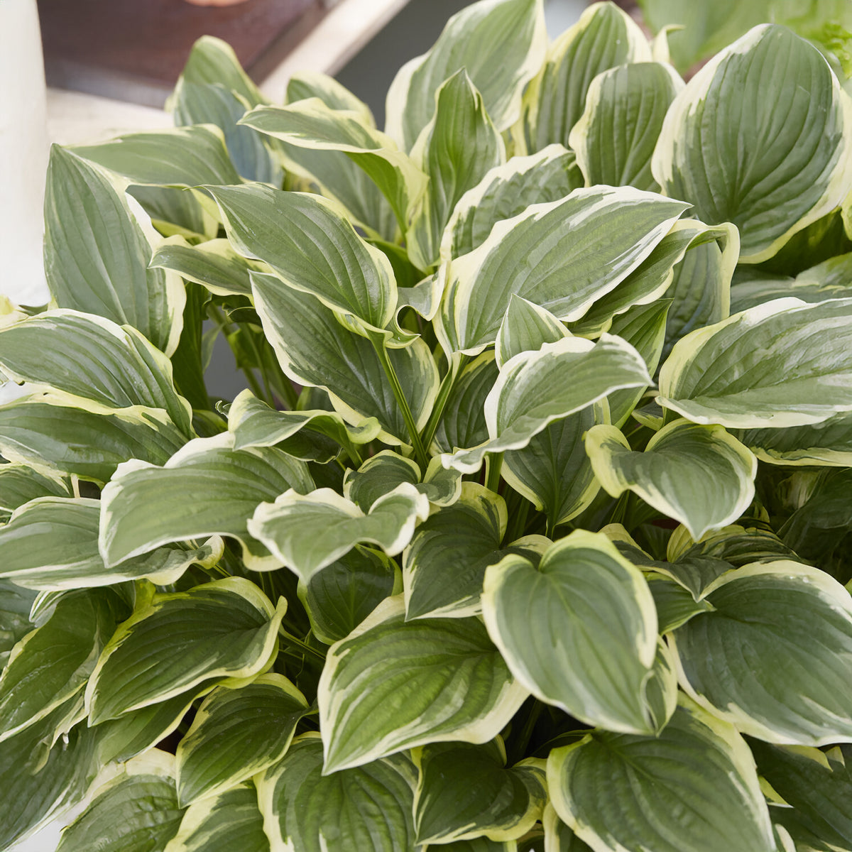 Hosta So Sweet Funkia - Willemse