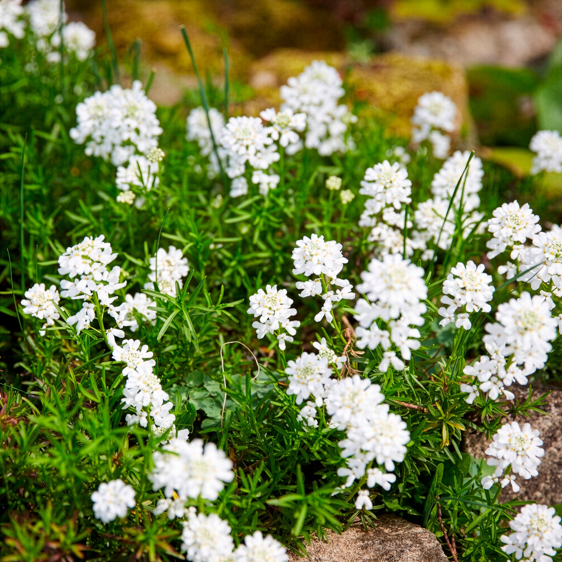 Schleifenblume - Immergrüne Schleifenblume Weißer Zwerg - Iberis sempervirens weisser zwerg