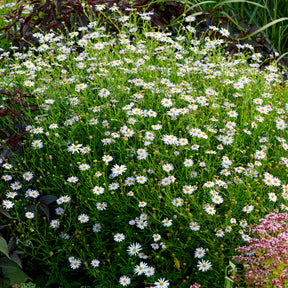 Kalimeris incisa Blue Star - Schönaster Blue Star - Scheinaster