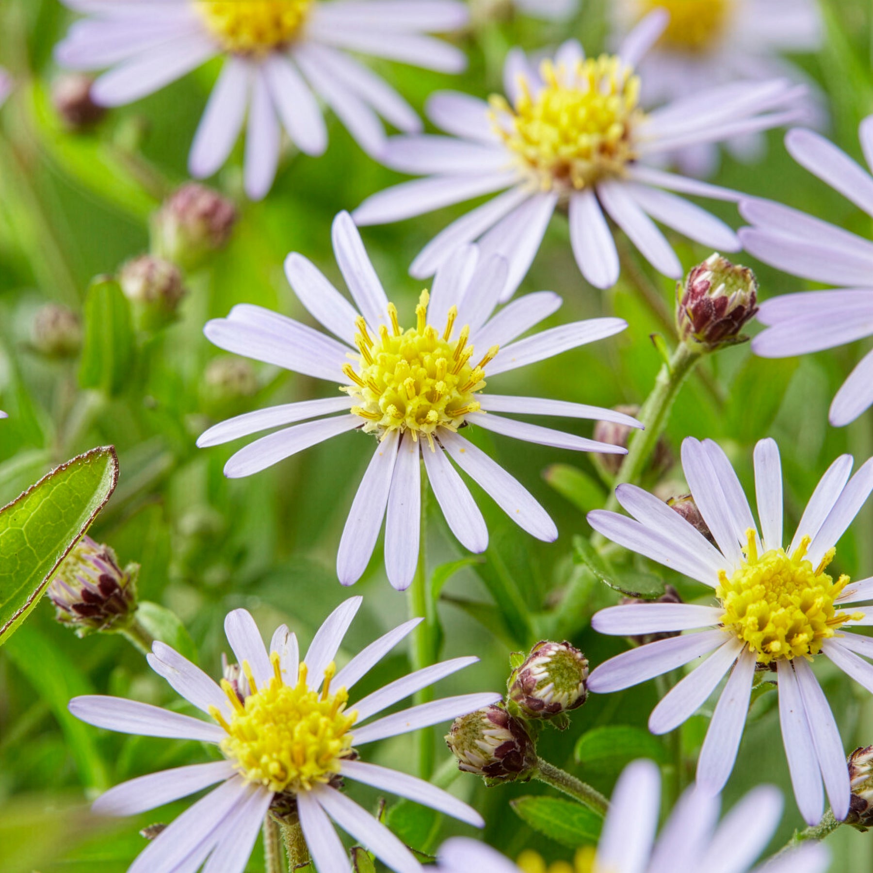 Schönaster Nana Blue - Kalimeris incisa nana blue - Willemse
