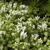 Gefleckte Taubnessel ‘White Nancy’ - Lamium maculatum white nancy - Willemse