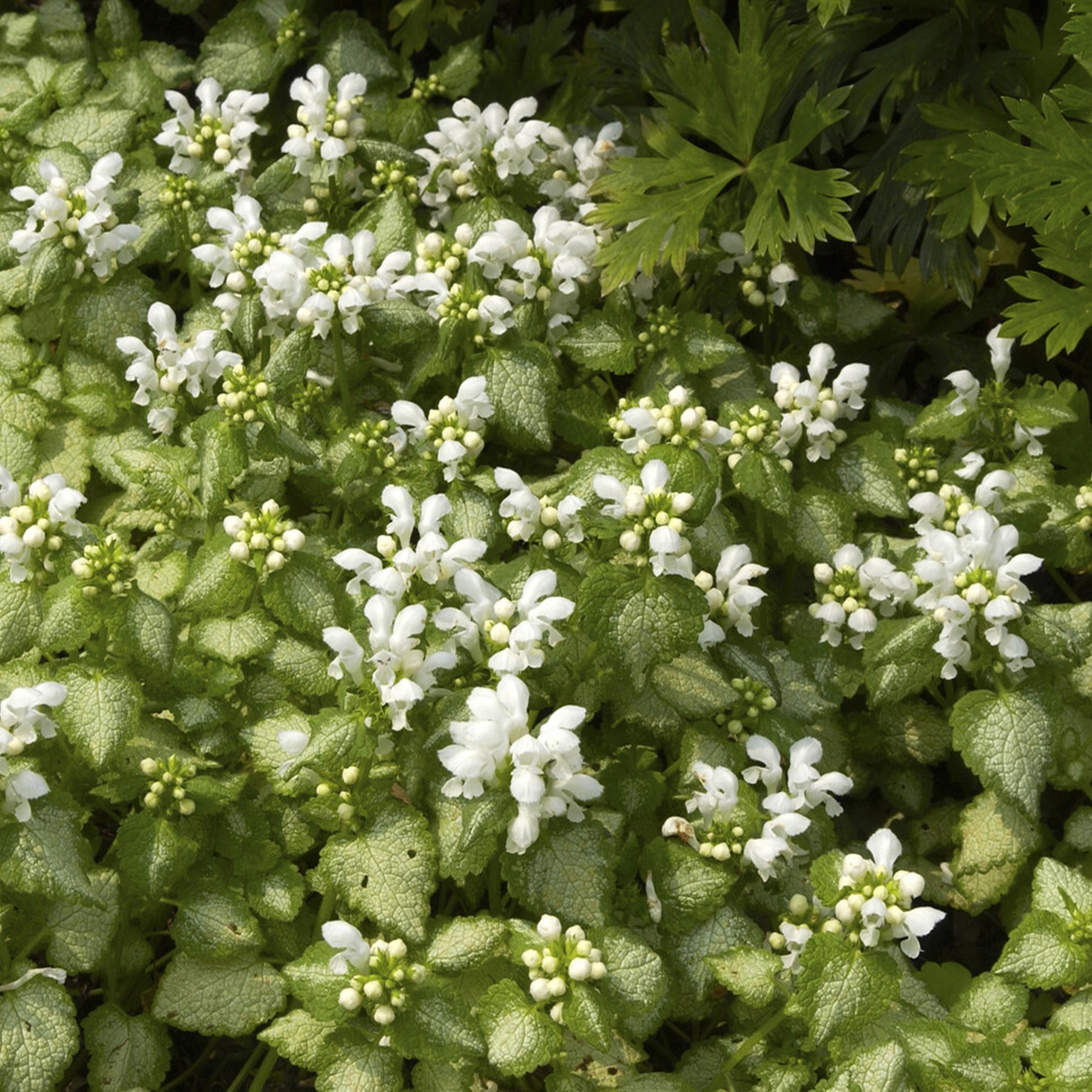 Gefleckte Taubnessel ‘White Nancy’ - Lamium maculatum white nancy - Willemse