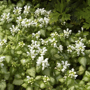 Gefleckte Taubnessel ‘White Nancy’ - Lamium maculatum white nancy - Willemse