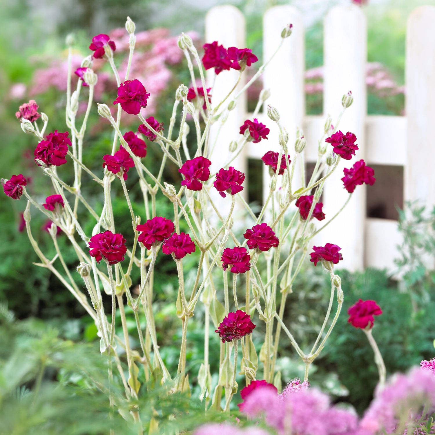 Kronen-Lichtnelke 'Gardeners World' - Willemse