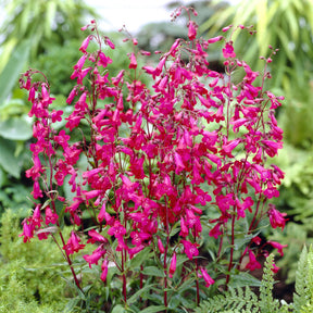 Bartfaden 'Andenken an Friedrich Hahn' - Willemse