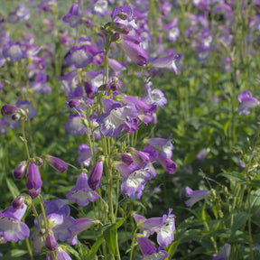 Bartfaden 'Alice Hindley' - Penstemon Alice Hindley - Willemse
