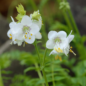 Jakobsleiter weiß (Polemonium 'Album') - Polemonium caeruleum Album - Willemse
