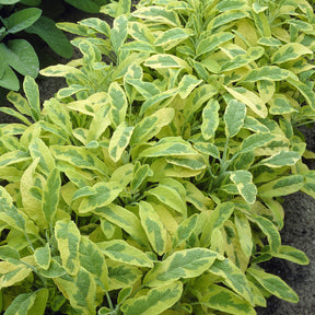 Gartensalbei ‘Aurea’ - Willemse