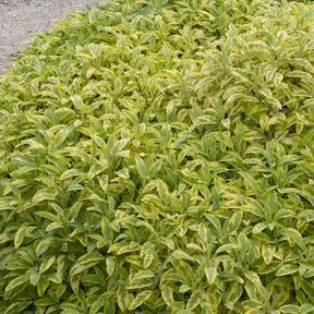 Gartensalbei ‘Aurea’ - Salvia officinalis Aurea - Willemse