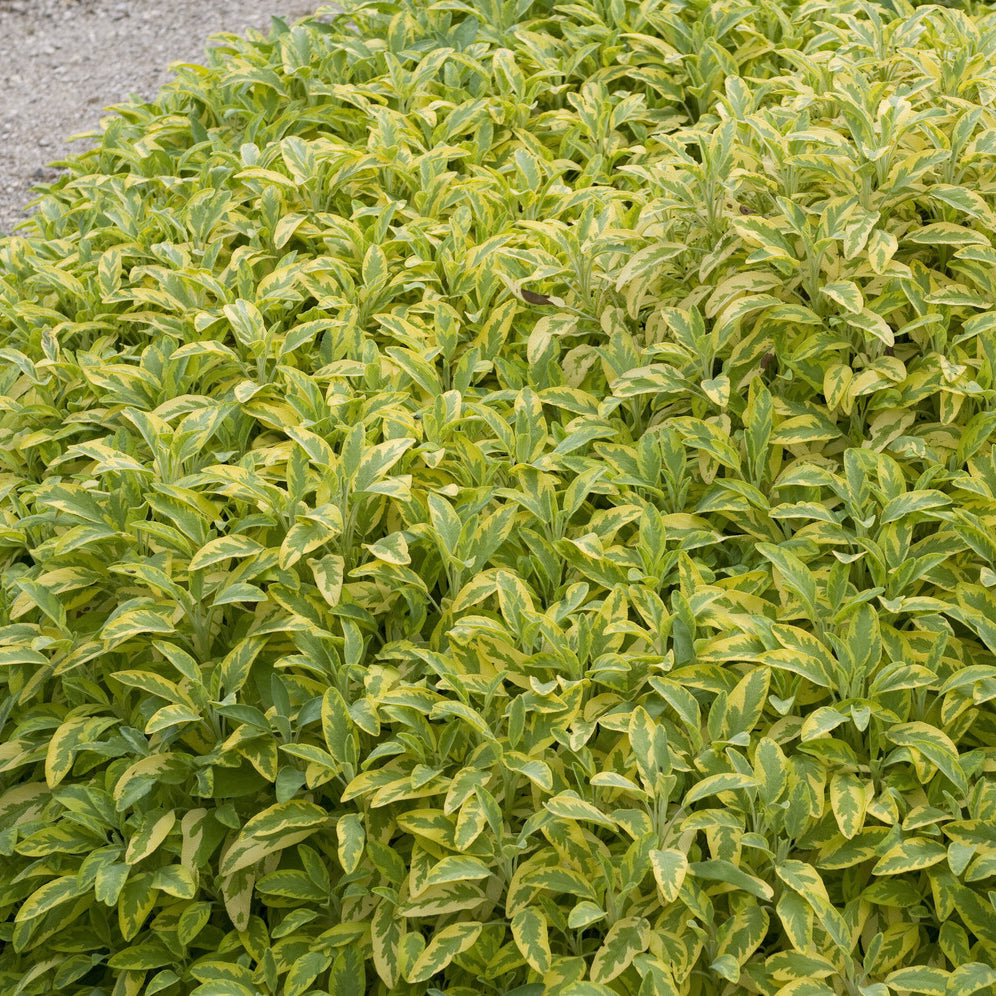 Gartensalbei ‘Aurea’ - Salvia officinalis Aurea - Willemse