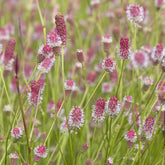 Großer Wiesenknopf Pink Tanna - Sanguisorba officinalis Pink Tanna - Willemse