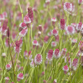 Großer Wiesenknopf Pink Tanna - Sanguisorba officinalis Pink Tanna - Willemse