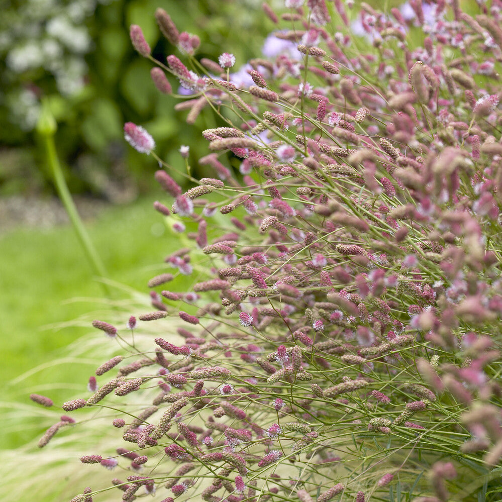 Großer Wiesenknopf Pink Tanna - Willemse