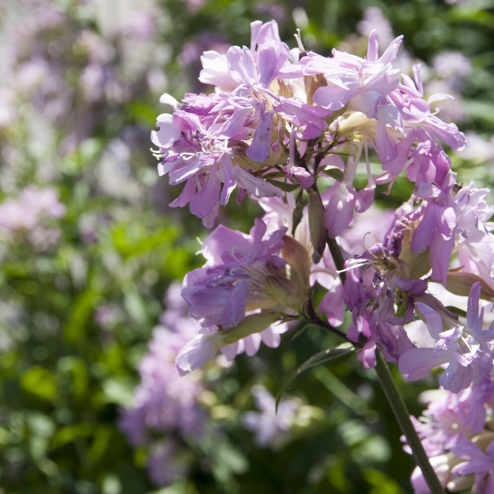 Saponaria officinalis Rosea Plena - Seifenkraut Rosea Plena Rosa gefüllt blühendes Seifenkraut - Stauden