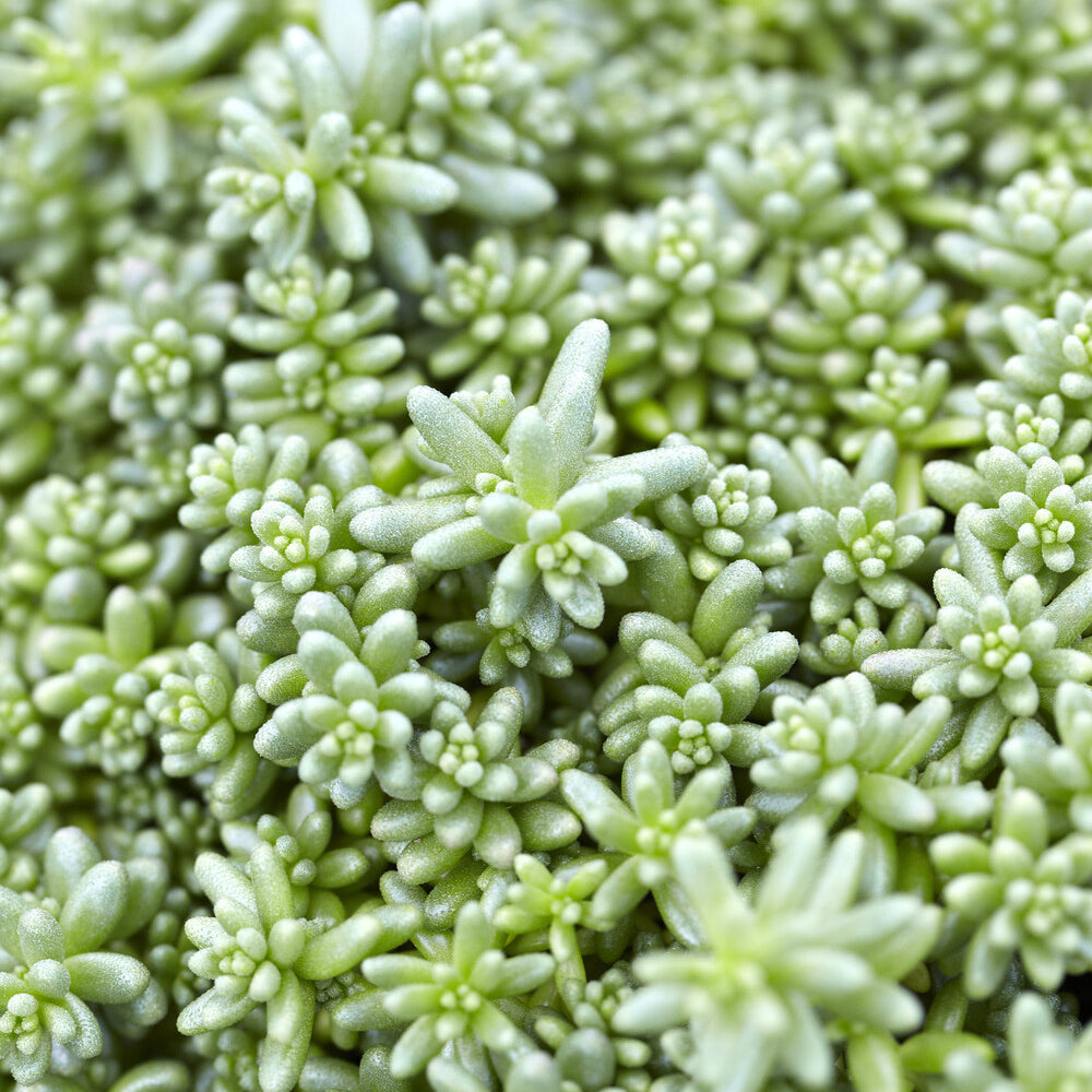 Mauerpfeffer 'Coral Carpet' - Sedum album Coral Carpet - Willemse