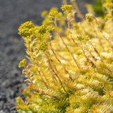 Verkauf Felsen-Fetthenne ‘Angelina’ - Sedum reflexum Angelina