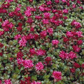Verkauf Teppich-Fettblatt Fuldaglut - Sedum spurium Fuldaglut