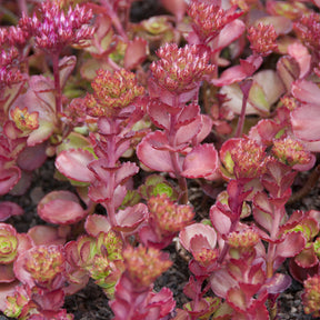 Teppich-Fettblatt Fuldaglut - Sedum spurium Fuldaglut - Willemse
