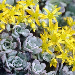 Sedum - Fetthenne - Spatelblättriges Fettblatt 'Purpureum' - Sedum spathulifolium Purpureum