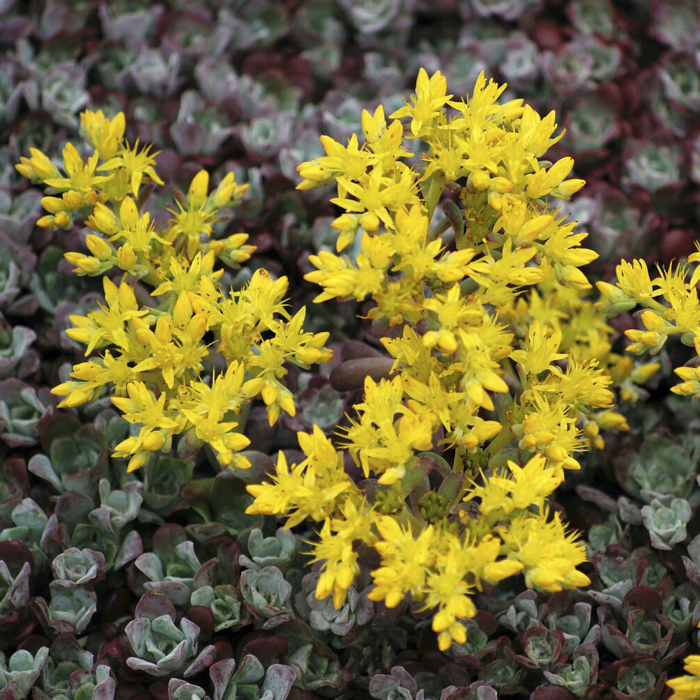 Spatelblättriges Fettblatt 'Purpureum' - Willemse