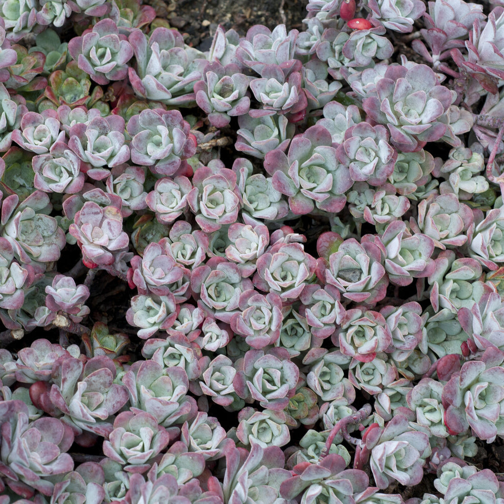 Spatelblättriges Fettblatt 'Purpureum' - Sedum spathulifolium Purpureum - Willemse