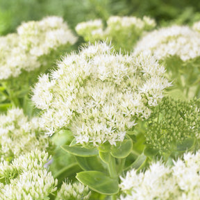 Fetthenne Stardust - Sedum spectabile Stardust - Willemse