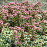 Spinnweb-Hauswurz - Sempervivum arachnoideum - Willemse
