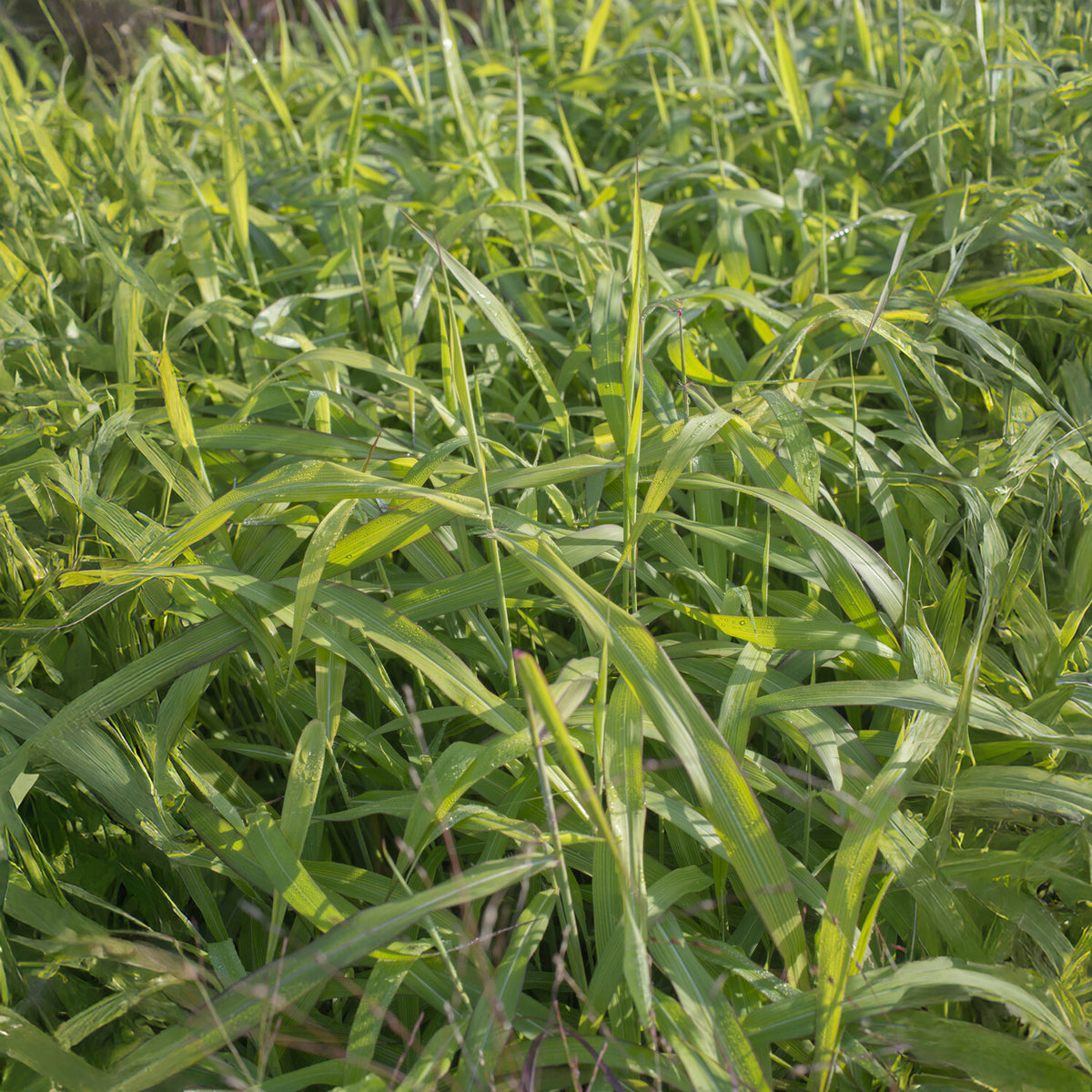 Zotten-Raugras - Willemse