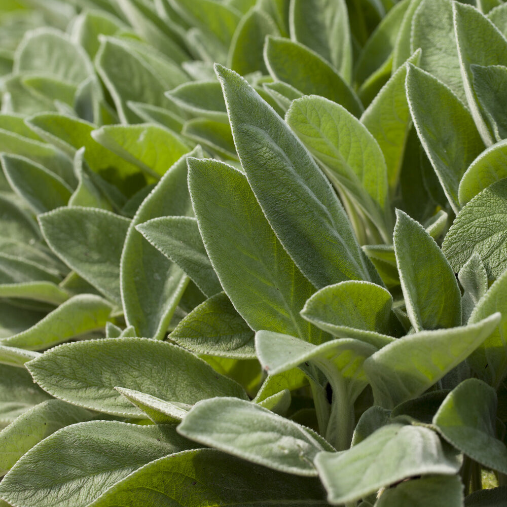 Verkauf Kaninchenohr Big Ears Großblättriges Wolliges Epiphyr - Stachys byzantina Big Ears