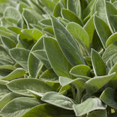 Verkauf Wollziest ‘Big Ears’ - Stachys byzantina Big Ears