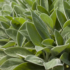 Verkauf Wollziest ‘Big Ears’ - Stachys byzantina Big Ears