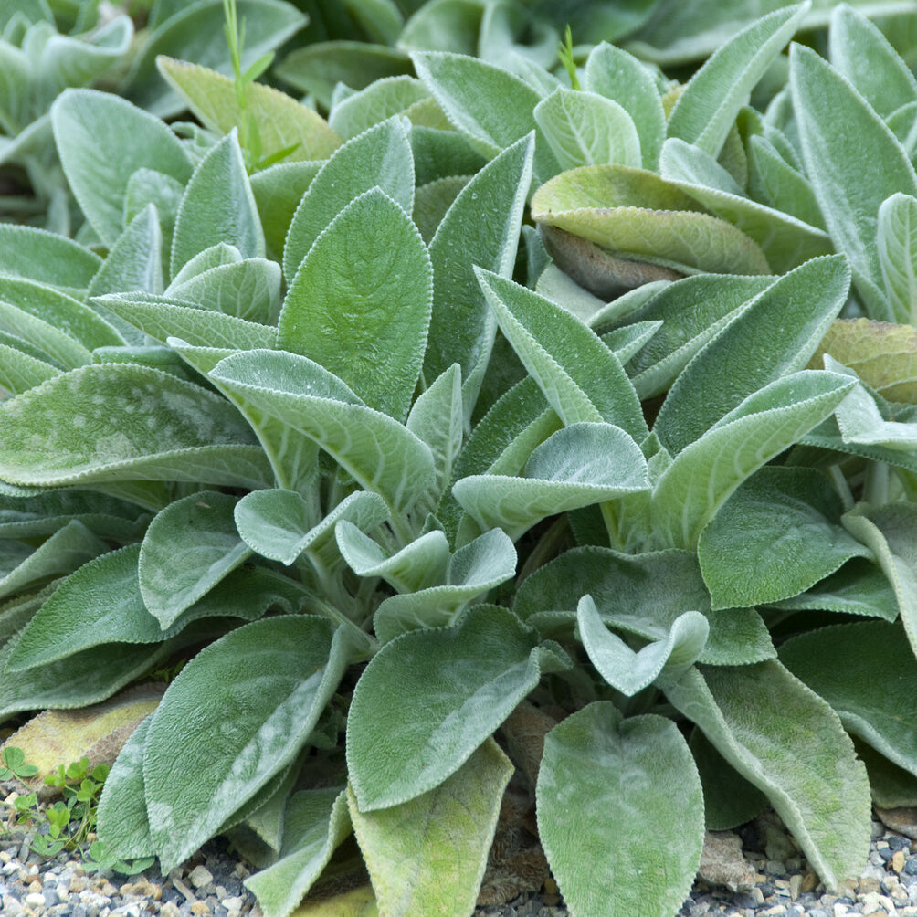 Wollziest ‘Big Ears’ - Stachys byzantina Big Ears - Willemse