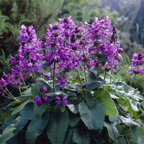 Blühende Stauden - Großblütiger Ziest Superba - Stachys grandiflora Superba