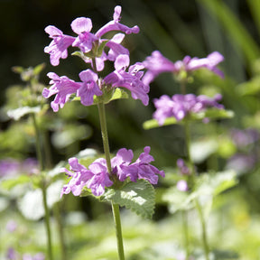 Stachys grandiflora Superba - Großblütiger Ziest Superba - Blühende Stauden