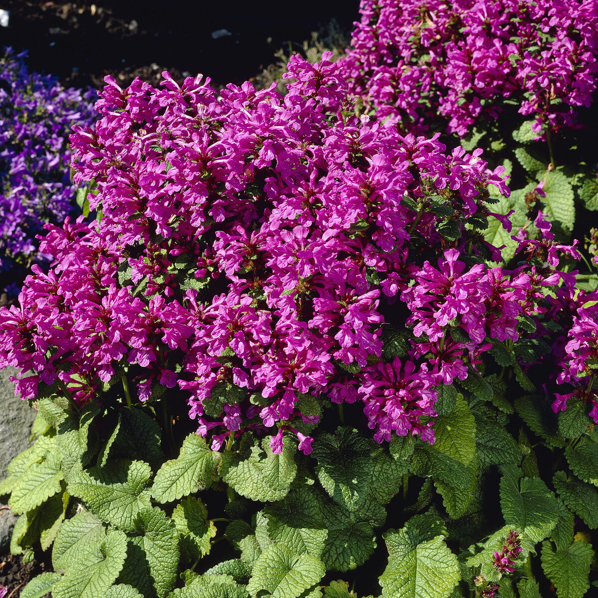 Großblütiger Ziest Superba - Stachys grandiflora Superba - Willemse
