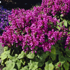 Großblütiger Ziest Superba - Stachys grandiflora Superba - Willemse