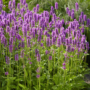 Dichtblütiger Ziest Hummelo - Stachys monieri Hummelo - Willemse