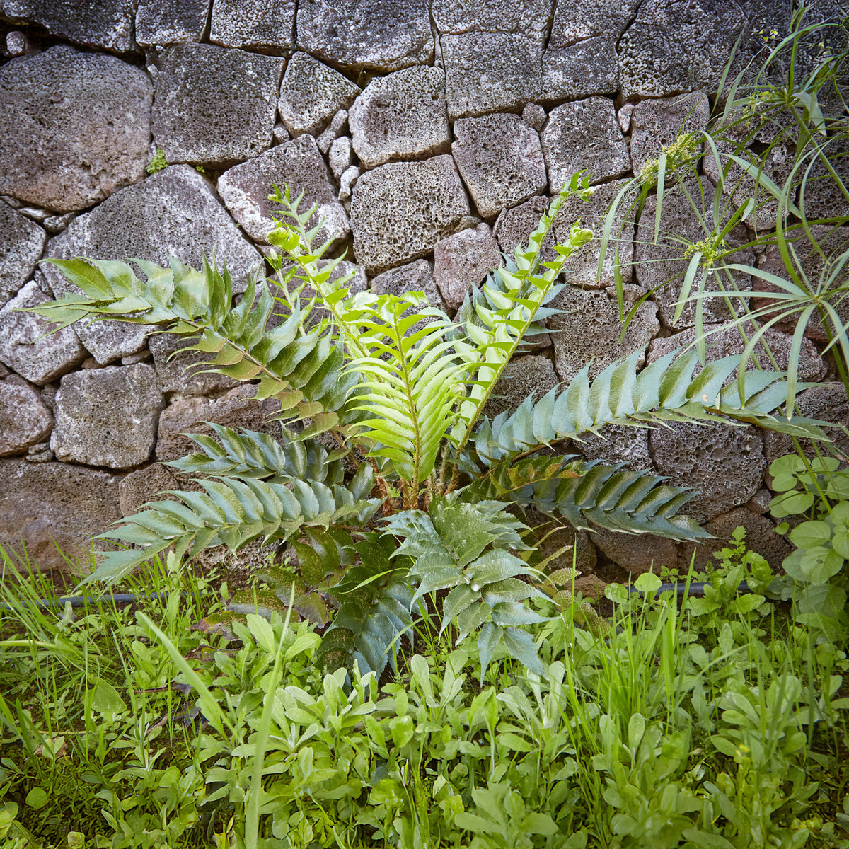 Bogen-Sichelfarn - Cyrtomium falcatum - Willemse