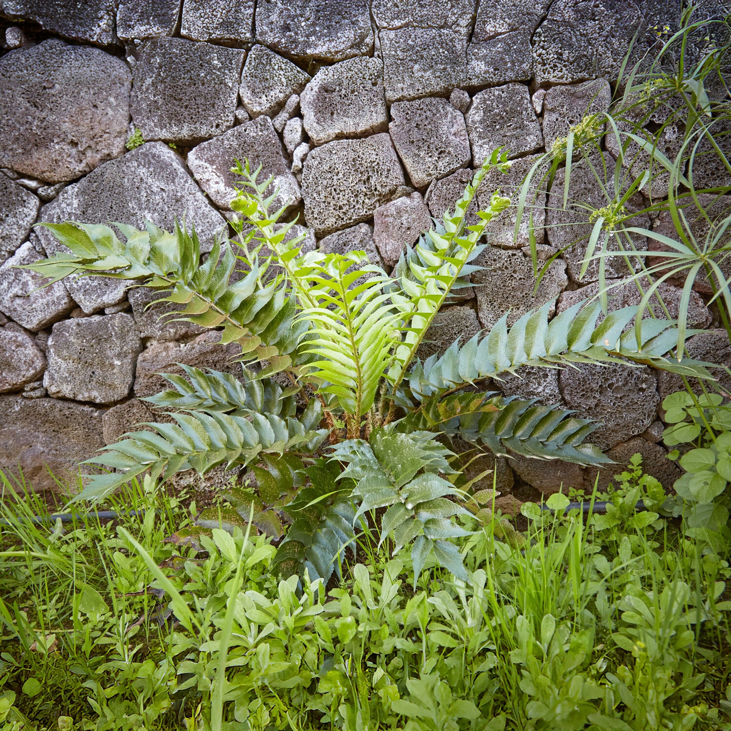 Bogen-Sichelfarn - Cyrtomium falcatum - Willemse