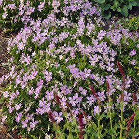 Gehörntes Stiefmütterchen 'Boughton Blue' - Viola cornuta Boughton Blue - Willemse