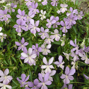 Gehörntes Stiefmütterchen 'Boughton Blue' - Willemse