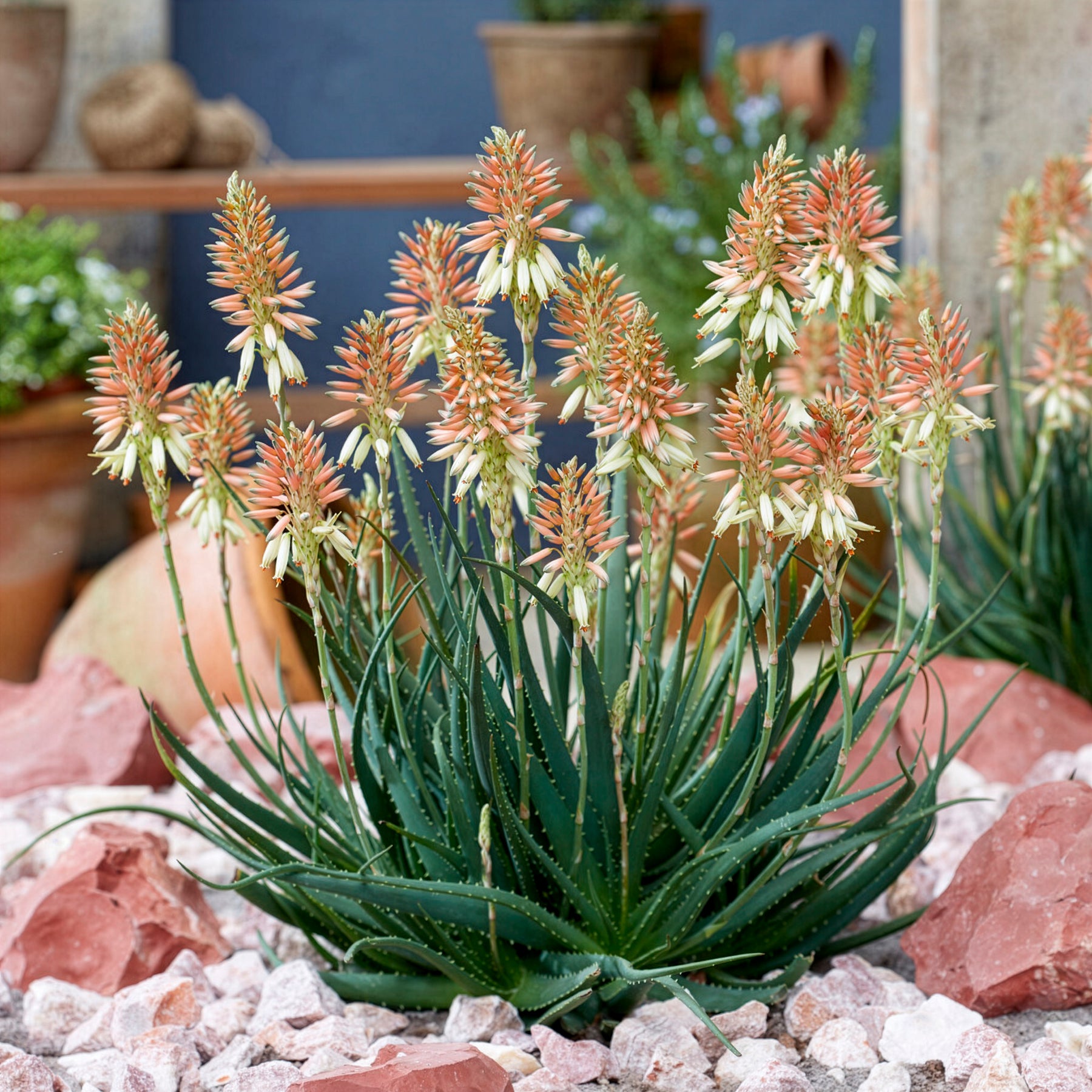 Aloe Safari Sunrise - Aloe x safari Sunrise ® - Willemse