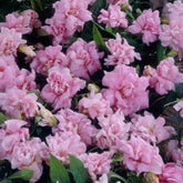 Chinesischen Zaunwinde Flore Pleno