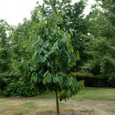  - Asimina Triloba Prima - Willemse
