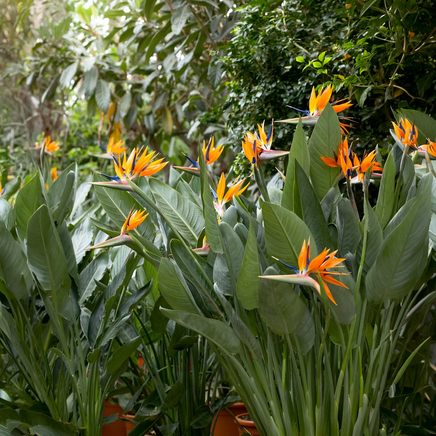 Paradiesvogelblume Strelitzia - Strelitzia reginae - Paradiesvogelblume - Willemse